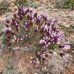 Thymus longiflorus Flower