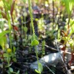 Blackstonia acuminata Azala