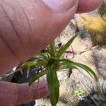 Eriocaulon striatum Leaf
