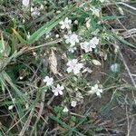 Gypsophila muralis Kwiat