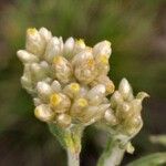 Pseudognaphalium undulatum Flower