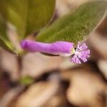 Polygala paucifolia Цветок