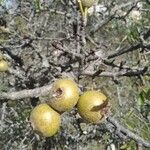 Pyrus bourgaeana Fruit