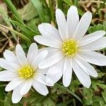 Anemonoides apennina Flower