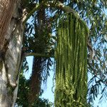 Caryota urens Froito