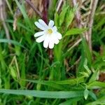 Moehringia ciliata Flower