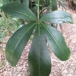 Pseudopanax lessonii 叶