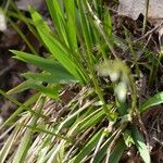 Anthoxanthum nitens Leaf