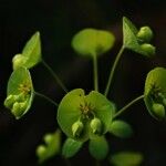 Euphorbia biumbellata Fleur