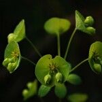 Euphorbia biumbellata Flower