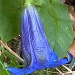 Gentiana angustifolia Floare