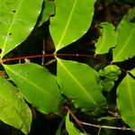 Mouriri myrtifolia Лист