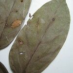Tachigali bracteolata Máis