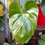 Anthurium nymphaeifolium Fulla