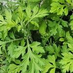 Artemisia princeps List