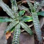 Cryptanthus zonatus Leaf