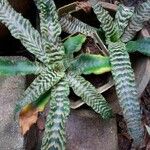 Cryptanthus zonatus Levél