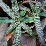 Cryptanthus zonatus Blad