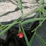 Lathyrus sphaericus Flower