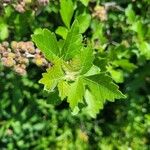 Rhus aromatica Leaf