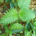 Urtica pilulifera Blatt
