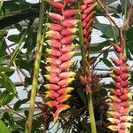 Heliconia rostrata Çiçek