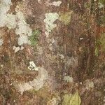 Pachira dolichocalyx Bark
