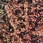 Sedum andegavense 葉
