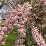 Tamarix parviflora Blomst