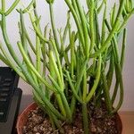 Euphorbia tirucalli Other