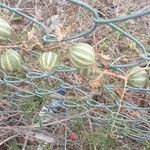 Bryonia verrucosa Fruto