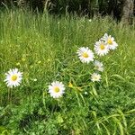 Leucanthemum ircutianum Характер