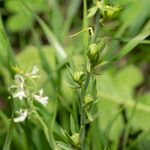 Linaria chalepensis Frutto