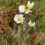 Ranunculus amplexicaulis Flower