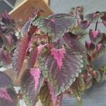 Coleus decurrensഇല