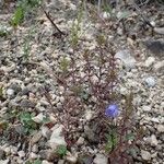 Euphrasia salisburgensis Habitatea