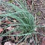 Allium vineale Habitat