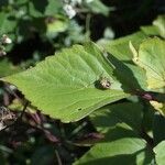 Ageratina adenophora Лист