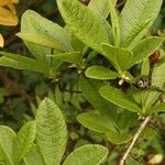 Rhododendron calendulaceum Likasa