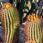 Ferocactus wislizeni Bark