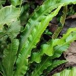 Asplenium scolopendriumLeht