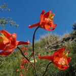 Delphinium cardinale Λουλούδι