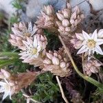 Sedum hispanicum Квітка