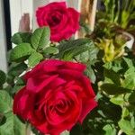 Rosa indica Flower