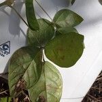 Macrotyloma axillare Leaf