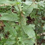 Petiveria alliacea Leaf