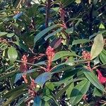 Photinia fraseri 花