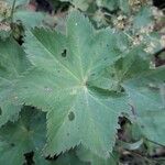 Alchemilla glabra Liść