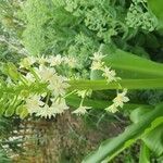 Eucomis autumnalis Cvet