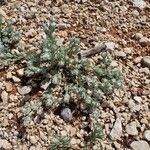 Bombycilaena erecta Habit